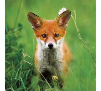 The Eco Friendly Card Co Charity Greeting Card The Wildlife Trusts, Red Fox