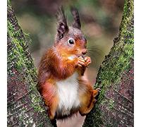 The Eco Friendly Card Co Charity Greeting Card The Wildlife Trusts, Red Squirrel