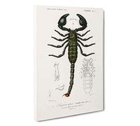 The Emperor Scorpion by Charles d' Orbigny Canvas Print | Gallery Wrapped 30mm Frame Wall Art | 30x20 inches | Ready to Hang | Modern Picture | Living Room Bedroom Lounge Office