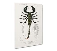 The Emperor Scorpion By Charles D' Orbigny Canvas Print | Gallery Wrapped 30mm Frame Wall Art | 30x20 inches | Ready to Hang | Retro Picture | Living Room Bedroom Lounge Office