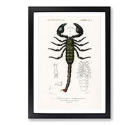 The Emperor Scorpion by Charles d' Orbigny Framed Print | A2 Black Framed Wall Art | Ready to Hang | Modern Nature Picture | Living Room Bedroom Lounge Office