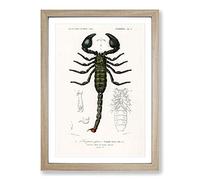 The Emperor Scorpion by Charles d' Orbigny Framed Print | A2 Oak Framed Wall Art | Ready to Hang | Modern Nature Picture | Living Room Bedroom Lounge Office