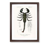 The Emperor Scorpion by Charles d' Orbigny Framed Print | A2 Walnut Framed Wall Art | Ready to Hang | Modern Nature Picture | Living Room Bedroom Lounge Office