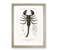 The Emperor Scorpion By Charles D' Orbigny Vintage Framed Print | A2 Oak Framed Wall Art | Ready to Hang | Classic Nature Picture | Living Room Bedroom Lounge Office