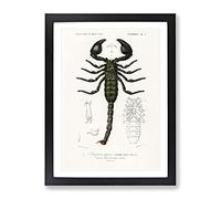 The Emperor Scorpion By Charles D' Orbigny Vintage Framed Print | A3 Black Framed Wall Art | Ready to Hang | Classic Nature Picture | Living Room Bedroom Lounge Office