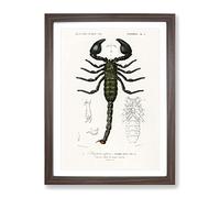 The Emperor Scorpion By Charles D' Orbigny Vintage Framed Print | A4 Walnut Framed Wall Art | Ready to Hang | Classic Nature Picture | Living Room Bedroom Lounge Office