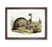 The Emu By Elizabeth Gould Vintage Framed Print | A3 Walnut Framed Wall Art | Ready to Hang | Classic Nature Picture | Living Room Bedroom Lounge Office