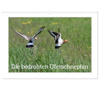 The endangered black-tailed godwit UK-Version (Wall Calendar 2026 DIN A3 Landscape), CALVENDO 12 Month Wall Calendar