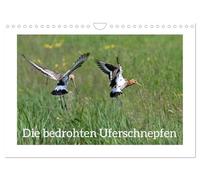 The endangered black-tailed godwit UK-Version (Wall Calendar 2026 DIN A4 Landscape), CALVENDO 12 Month Wall Calendar