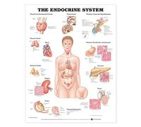 The Endocrine System Anatomical Chart