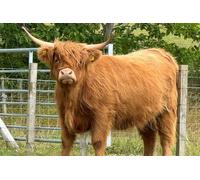 The Essential Highland Tour from Inverness or Port of Invergordon