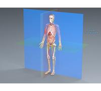 The Essential Language of Anatomy