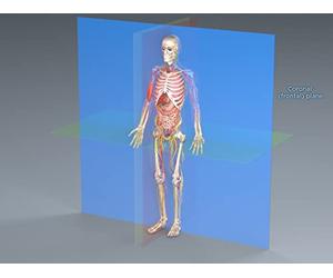 The Essential Language of Anatomy