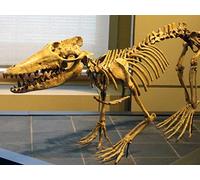 The Evolutionary History of Whales