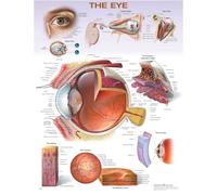 The Eye Anatomical Chart