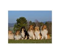 The Fascination of Collies，Puzzle 1000 Piece Jigsaw Puzzles for Adults, Classic Puzzle Difficult Puzzle for Kids Teenagers Educational Game Toys Gift for Home Travel（75x50cm）-AP28