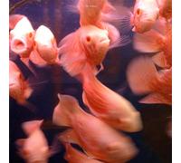 The Felines - Want [Vinyl LP] [VINYL]