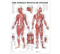 The Female Muscular System [Laminated]