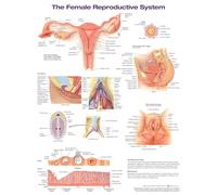 The Female Reproductive System Anatomical Chart