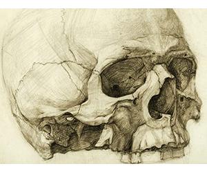 The Figure: Artistic Anatomy