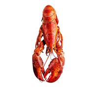 The Fish Society | Wild Cooked American Lobster | Whole, Ready-to-Eat Maine Lobster | Perfect for Surf & Turf or Lobster Thermidor | Premium Quality (500g)