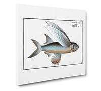The Flying Fish by M.E. Bloch Canvas Print | Gallery Wrapped 30mm Frame Wall Art | 14x14 inches | Ready to Hang | Retro Animals Picture | Living Room Bedroom Lounge Office
