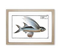 The Flying-Fish by M.E. Bloch Framed Print | A2 Oak Framed Wall Art | Ready to Hang | Modern Animal Picture | Living Room Bedroom Lounge Office