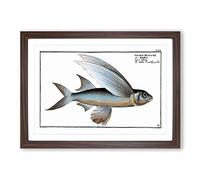 The Flying-Fish by M.E. Bloch Framed Print | A2 Walnut Framed Wall Art | Ready to Hang | Modern Animal Picture | Living Room Bedroom Lounge Office