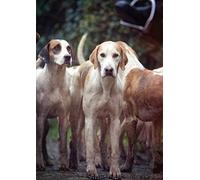 The Foxhound hunting greeting card by Charles Sainsbury-Plaice. Large A5 size, blank on the inside. Envelope included.