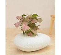 The Garden Mantra Pebble Planter Indoor Outdoor Real Pebble Stone Feel & Finish (Natural Stone & Medium Size 16Inch X 10Inch X 6Inch)