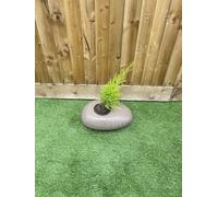 The Garden Mantra Pebble Planter Indoor Outdoor Real Pebble Stone Feel & Finish (Sand Stone & Medium Size 16Inch X 10Inch X 6Inch)