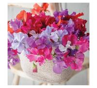 The Garden Studio Card - Sweet Peas