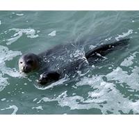 The Giant and the Phantom