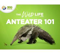 The Giant Anteater