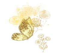 The Golden Butterfly Notebook