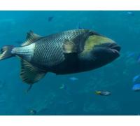 The Great Barrier Reef / When in Rome