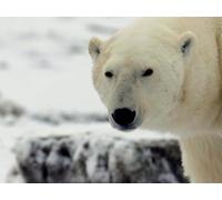 The Great Ice Bears