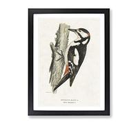 The Great Spotted Woodpecker By Von Wright Vintage Framed Print | A2 Black Framed Wall Art | Ready to Hang | Classic Animal Picture | Living Room Bedroom Lounge Office