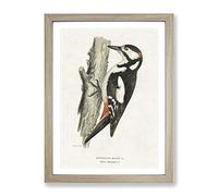 The Great Spotted Woodpecker By Von Wright Vintage Framed Print | A2 Oak Framed Wall Art | Ready to Hang | Classic Animal Picture | Living Room Bedroom Lounge Office