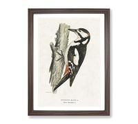 The Great Spotted Woodpecker By Von Wright Vintage Framed Print | A2 Walnut Framed Wall Art | Ready to Hang | Classic Animal Picture | Living Room Bedroom Lounge Office