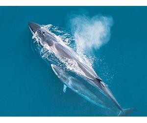 The Great Whale Hunt