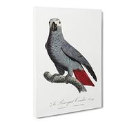 The Grey Parrot By F. Levaillant Canvas Print | Gallery Wrapped 30mm Frame Wall Art | 30x20 inches | Ready to Hang | Retro Animals Picture | Living Room Bedroom Lounge Office