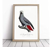 The Grey Parrot by F. Levaillant | Framed Wall Art Print | Modern Home Decor Picture | Ready to Hang Artwork for Living Room, Bedroom, Kitchen or Office | Multiple Sizes