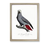 The Grey Parrot By F. Levaillant Vintage Framed Print | A2 Oak Framed Wall Art | Ready to Hang | Classic Animal Picture | Living Room Bedroom Lounge Office