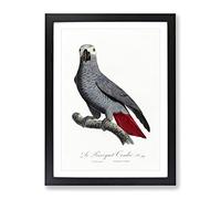 The Grey Parrot By F. Levaillant Vintage Framed Print | A4 Black Framed Wall Art | Ready to Hang | Classic Animal Picture | Living Room Bedroom Lounge Office