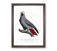 The Grey Parrot By F. Levaillant Vintage Framed Print | A4 Walnut Framed Wall Art | Ready to Hang | Classic Animal Picture | Living Room Bedroom Lounge Office