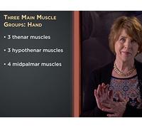 The Hand and How It Works