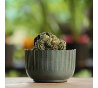 The Happy Garden Galvanised Ribbed Bowl Indoor Planter with Base - Medium size, Blue Pot, Matte Finish, Indoor Outdoor Use - 6.5"x4" Inches, Modern Decorative Pot for Plants, Succulents & Flowers