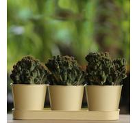 The Happy Garden Herb Pot Set with Tray - 3, Galvanised Planters for Herbs & Small Plants - 5" Diameter Pots with 12" Tray for Kitchen, Windowsill, Balcony Décor (Cream)