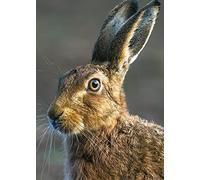 The Hare Notebook